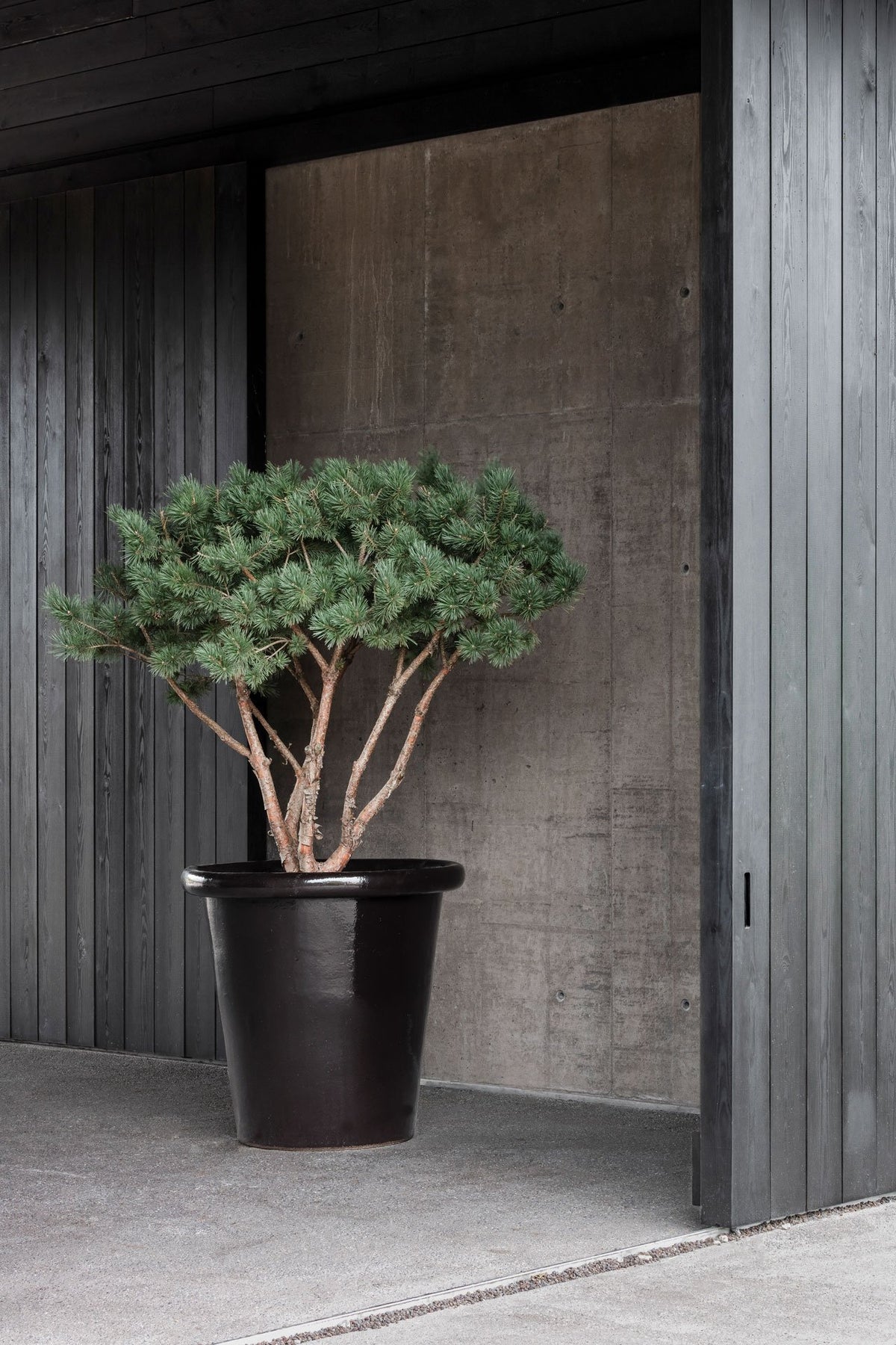 London Planter by Domani