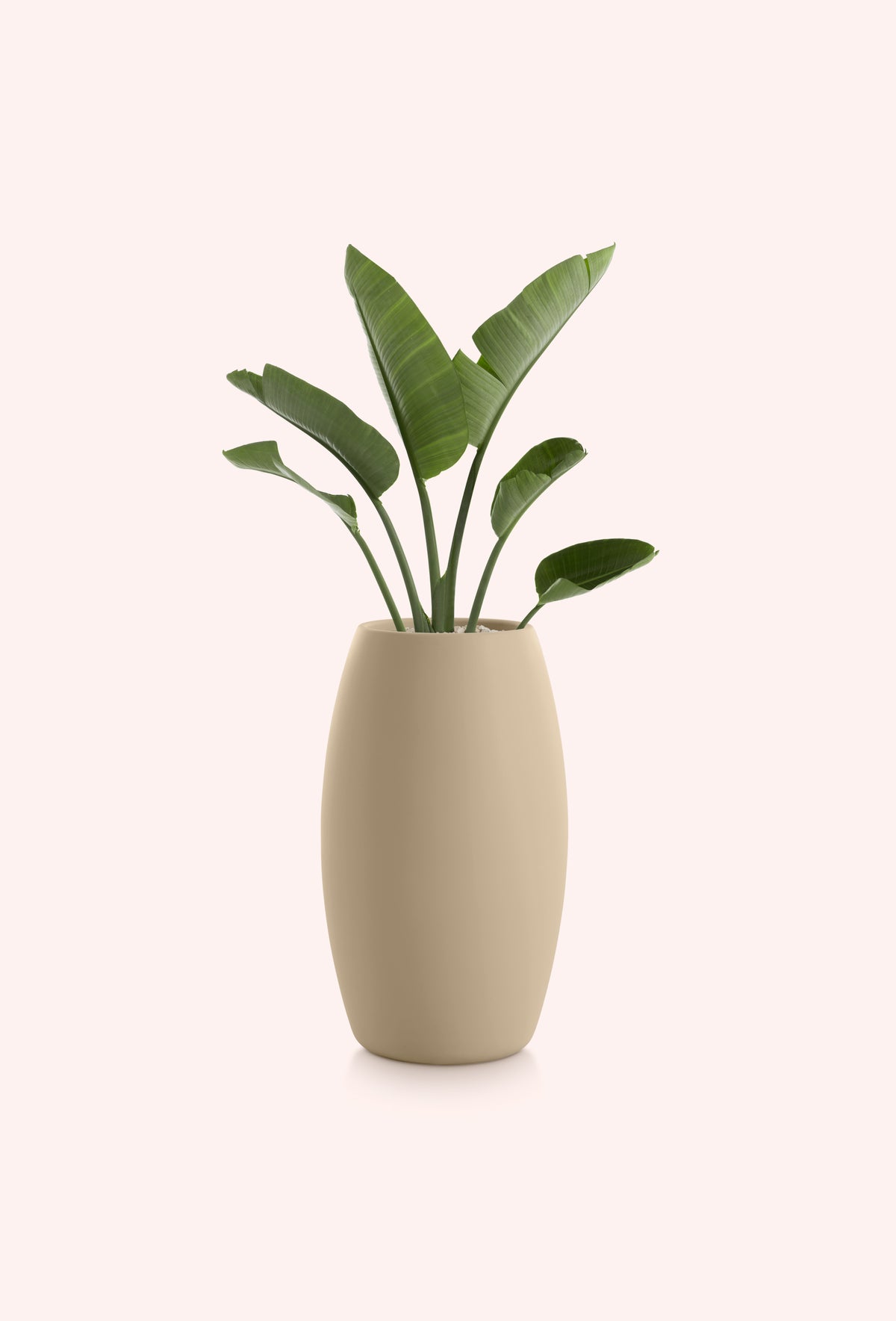 Diabla Gobi 2 planter in sand