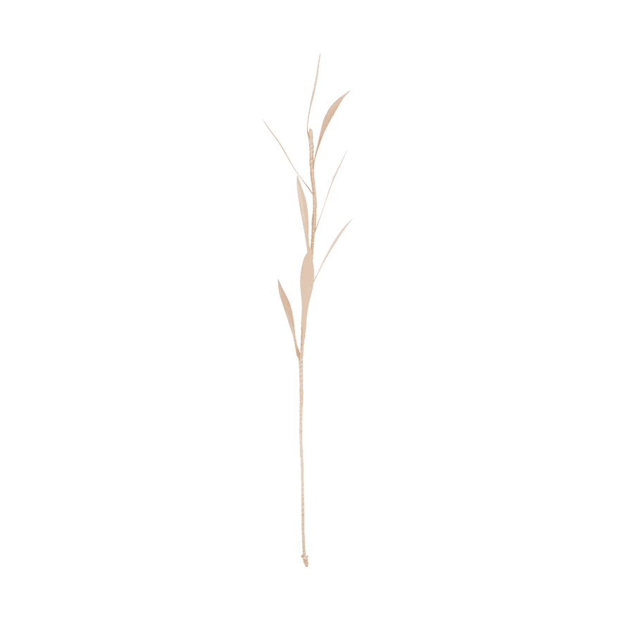 Planta Olive, 8 petals (set of 6)