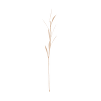 Planta Olive, 8 petals (set of 6)