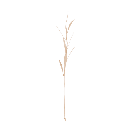 Planta Olive, 8 petals (set of 6)