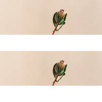 Vase Bodii
