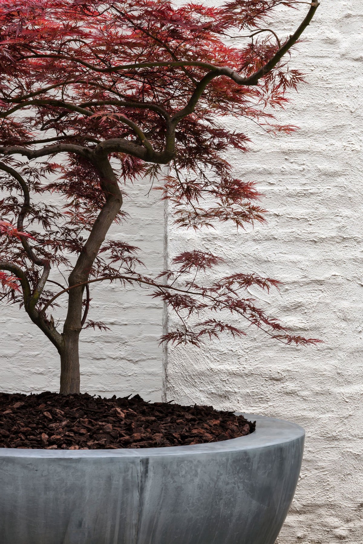 Half Bowl Planter by Domani