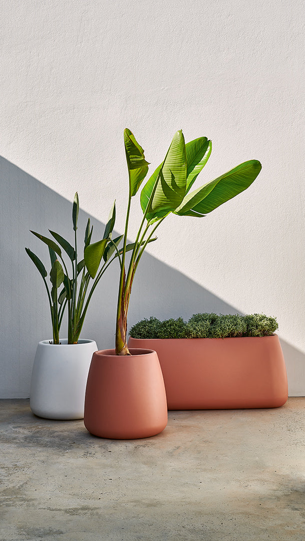 Sahara planter, image: Gandia Blasco